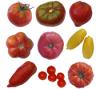 tomates