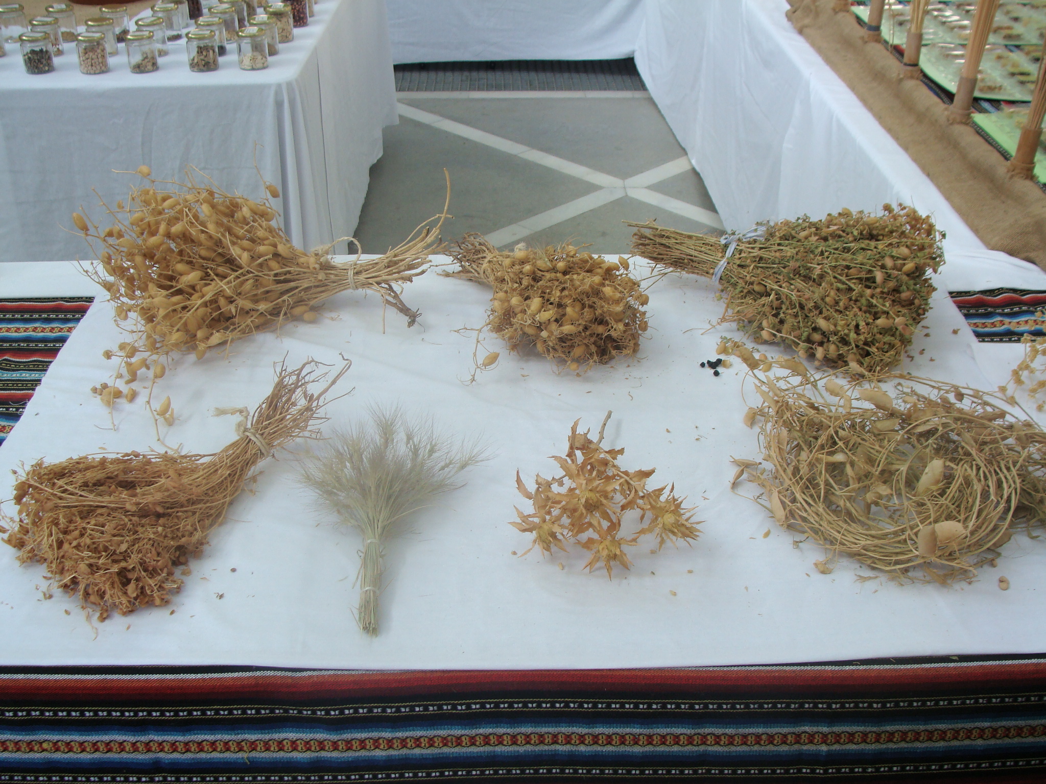 v-feria-biodiversidad023.JPG