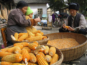 chinese_20corn_20stocks_large.jpg