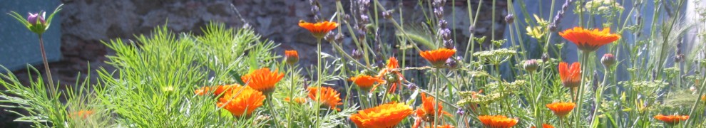 cropped-img_32061.jpg