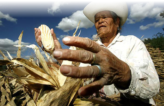 campesino_maiz_570.jpg