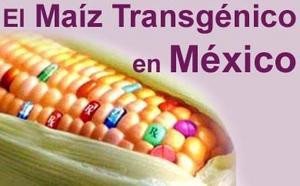 maiz_transge_titulo_large.jpg