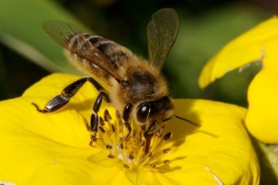 abejas.jpg