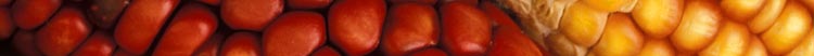 corn1.jpg
