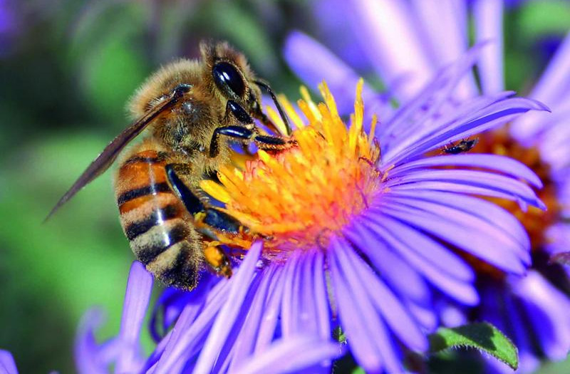 abejas-14-03-13.jpg
