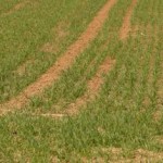 campo_semillas_8